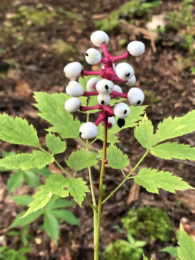 3. Cây búp bê "mắt quỷ": Actaea pachypoda, quả màu trắng với chấm đen như tròng mắt, mọc ở rừng Bắc Mỹ. Quả độc, chứa chất cariogenic gây co thắt cơ tim dẫn đến tử vong.