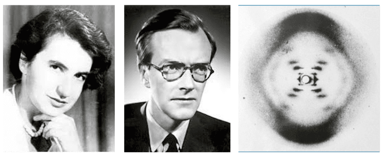 7. Thí nghiệm DNA của Rosalind Franklin và Maurice Wilkins: Hình ảnh chụp tia X của DNA, do Rosalind Franklin và Maurice Wilkins thực hiện, đã dẫn đến việc khám phá cấu trúc xoắn kép của DNA bởi James Watson và Francis Crick. Hình ảnh này, với những vân nhiễu xạ đẹp mắt, đã trở thành một biểu tượng của sinh học phân tử và mở ra kỷ nguyên mới trong nghiên cứu di truyền học. (Ảnh: Regal Tutors)