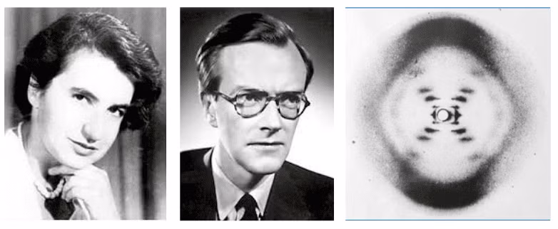 7. Thí nghiệm DNA của Rosalind Franklin và Maurice Wilkins: Hình ảnh chụp tia X của DNA, do Rosalind Franklin và Maurice Wilkins thực hiện, đã dẫn đến việc khám phá cấu trúc xoắn kép của DNA bởi James Watson và Francis Crick. Hình ảnh này, với những vân nhiễu xạ đẹp mắt, đã trở thành một biểu tượng của sinh học phân tử và mở ra kỷ nguyên mới trong nghiên cứu di truyền học. (Ảnh: Regal Tutors)