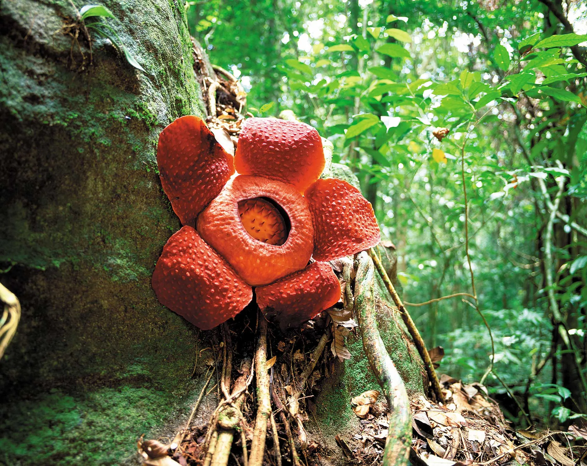 Rafflesia là một loại ký sinh trùng và sống trên các cây nho nhiệt đới trên khắp các vùng của Đông Nam Á. Những bông hoa của Rafflesia lớn nổi tiếng với cánh hoa lốm đốm đỏ khổng lồ, tạo nên một điều bí ẩn với việc chúng mọc lên và nở ra một cách khó đoán được.