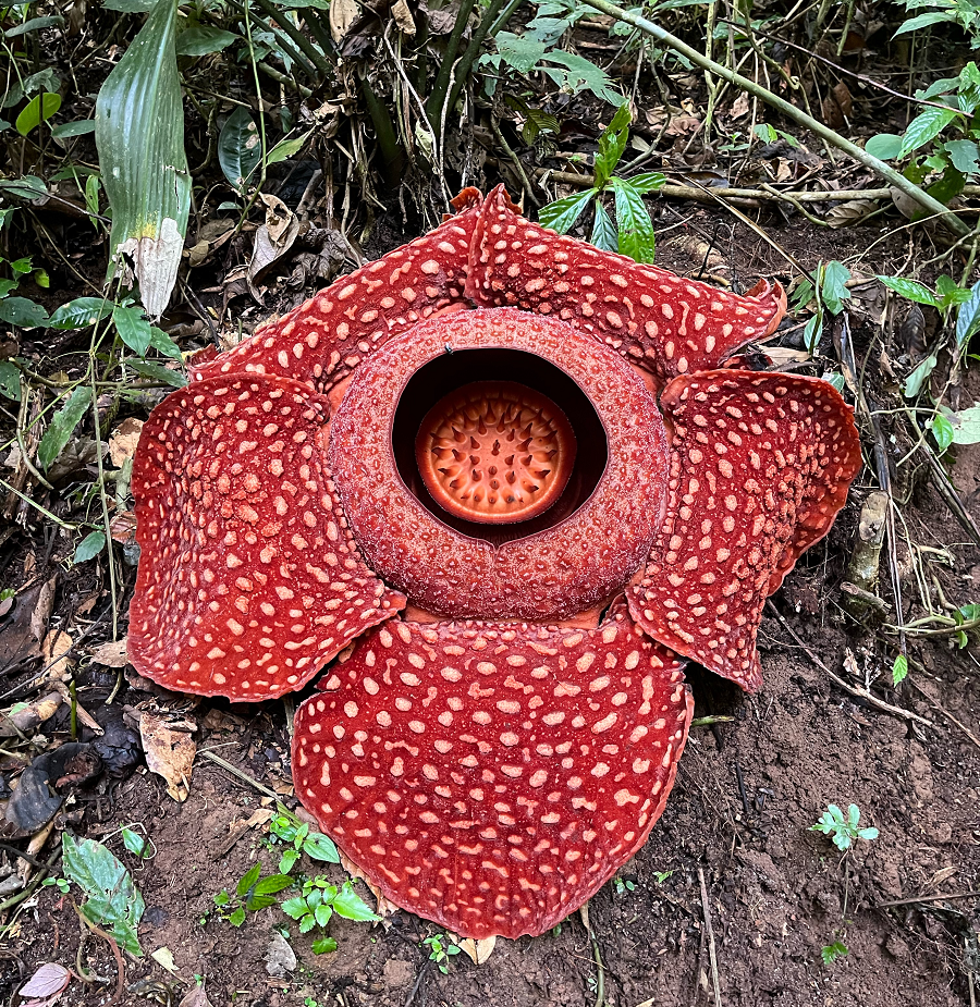 Một nhóm các nhà thực vật học đã kiểm tra 42 loài Rafflesia đã biết và môi trường sống của chúng, chủ yếu tại Brunei, Indonesia, Malaysia, Philippines và Thái Lan.