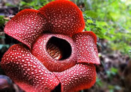 Hiện tại, việc nhân giống loài hoa Rafflesia đã thành công tại một vườn thực vật ở Tây Java và du lịch sinh thái bền vững xung quanh nhà máy ở Tây Sumatra, Indonesia, nhưng vẫn còn hạn chế.