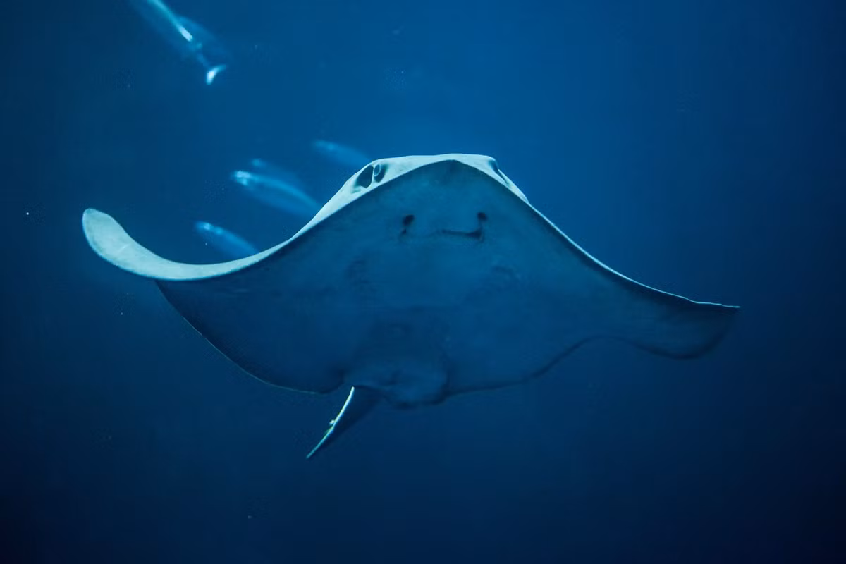 Cá đuối gai độc là một phần không thể thiếu của hệ sinh thái biển, đóng vai trò quan trọng trong việc duy trì cân bằng sinh thái. Tuy nhiên, con người cần phải hiểu rõ và tôn trọng không gian sống của chúng để tránh những tai nạn đáng tiếc. (Ảnh: Animalia Bio)