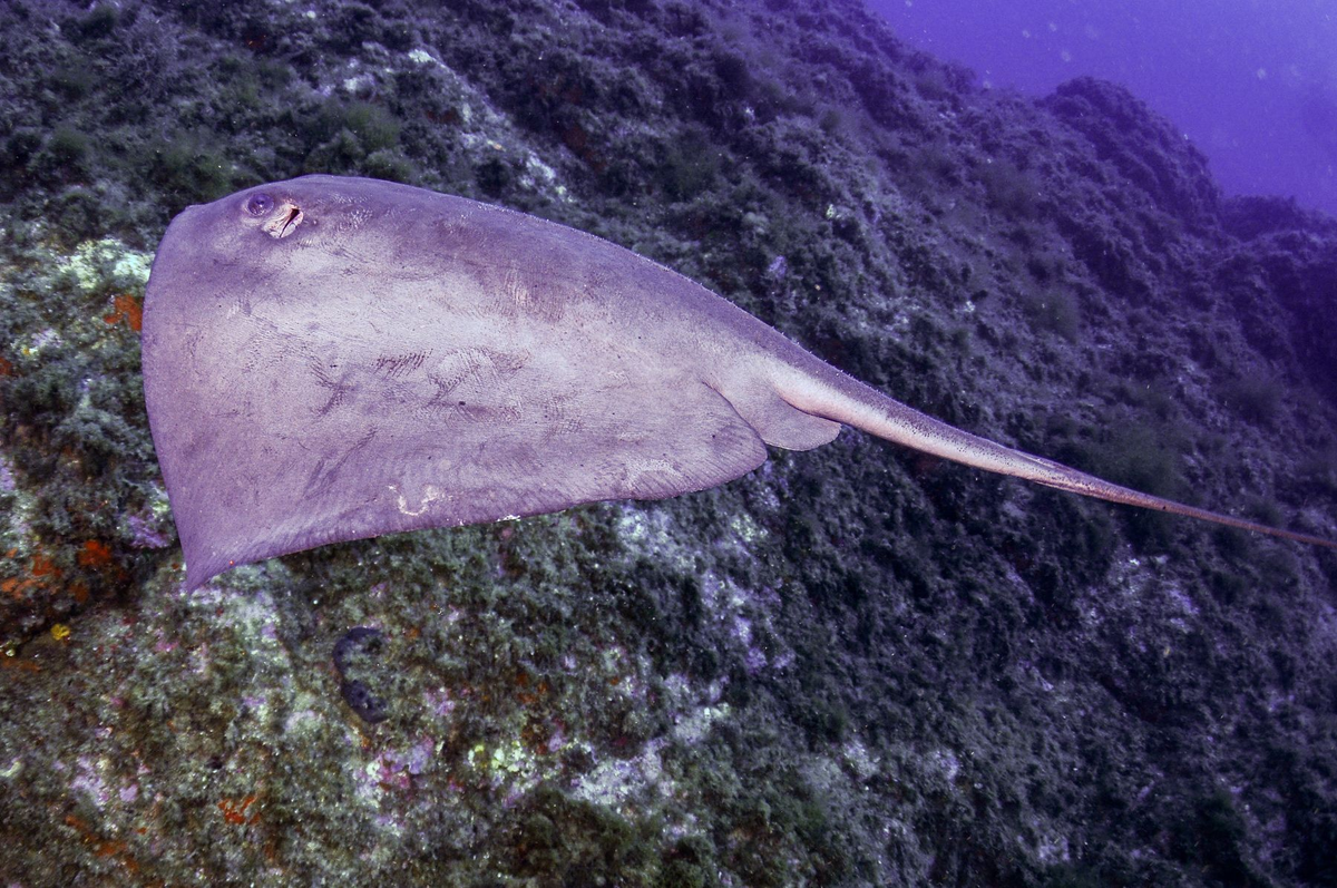 Mặc dù cá đuối gai độc không chủ động tấn công con người, chúng sẽ phản ứng khi bị đe dọa hoặc giẫm lên. Khi đó, chiếc đuôi với gai độc sẽ trở thành vũ khí tự vệ hiệu quả, có thể gây ra những vết thương nghiêm trọng. (Ảnh: Encyclopedia)