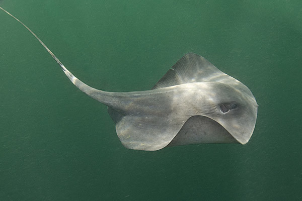 Vết thương do cá đuối chích có thể gây đau đớn dữ dội, nhiễm trùng và trong một số trường hợp hiếm hoi, có thể dẫn đến tử vong. (Ảnh: Flickr)