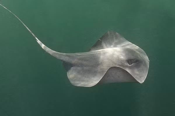 Vết thương do cá đuối chích có thể gây đau đớn dữ dội, nhiễm trùng và trong một số trường hợp hiếm hoi, có thể dẫn đến tử vong. (Ảnh: Flickr)