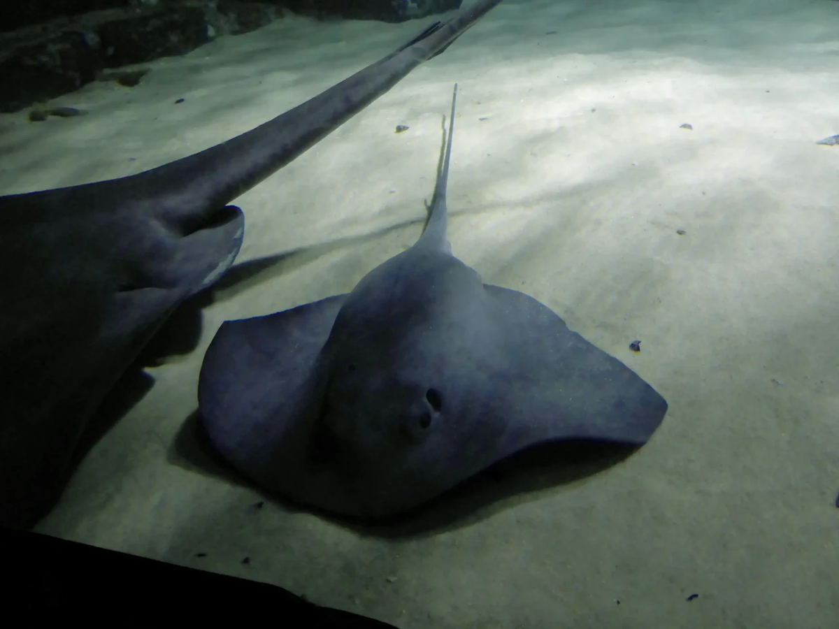 Vết thương do cá đuối chích có thể được điều trị bằng cách chườm nước ấm, uống kháng sinh để ngăn ngừa nhiễm trùng và tiêm phòng uốn ván nếu cần thiết. Tuy nhiên, việc phòng tránh vẫn là biện pháp tốt nhất. Người dân và du khách nên cẩn thận khi di chuyển trong vùng nước nông, nơi cá đuối thường sinh sống. (Ảnh: Animalia Bio)