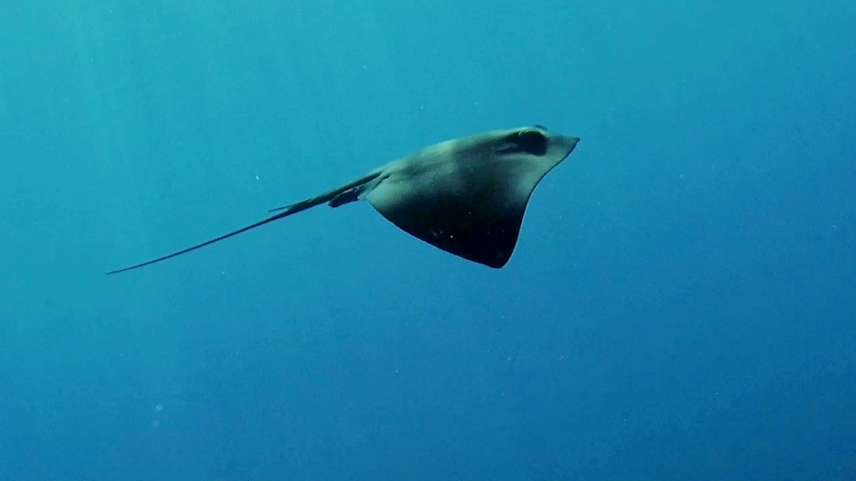 Ngôi sao truyền hình Steve Irwin đã qua đời vào năm 2006 khi bị một con cá đuối gai độc chích vào ngực trong lúc quay phim tài liệu tại Australia. Sự kiện này đã làm dấy lên nhiều lo ngại về sự nguy hiểm của loài cá này, mặc dù các trường hợp tử vong do cá đuối chích rất hiếm. (Ảnh: Intotheblue.link)