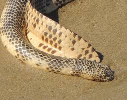 2. Rắn biển Dubois (Aipysurus duboisii): Loài rắn biển độc nhất thế giới, sống ở vùng biển san hô Ấn Độ Dương.