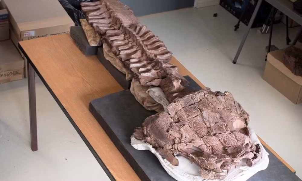 Vào thời điểm sinh sống, Namibia nằm gần Nam Cực, với kỷ băng hà đang kết thúc và các đầm lầy vẫn tồn tại.