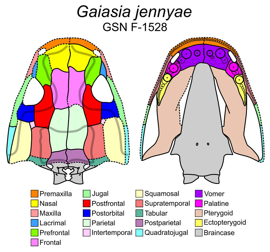 Cái đầu to, phẳng, cho phép mở miệng và hút con mồi, với những chiếc răng nanh khổng lồ.