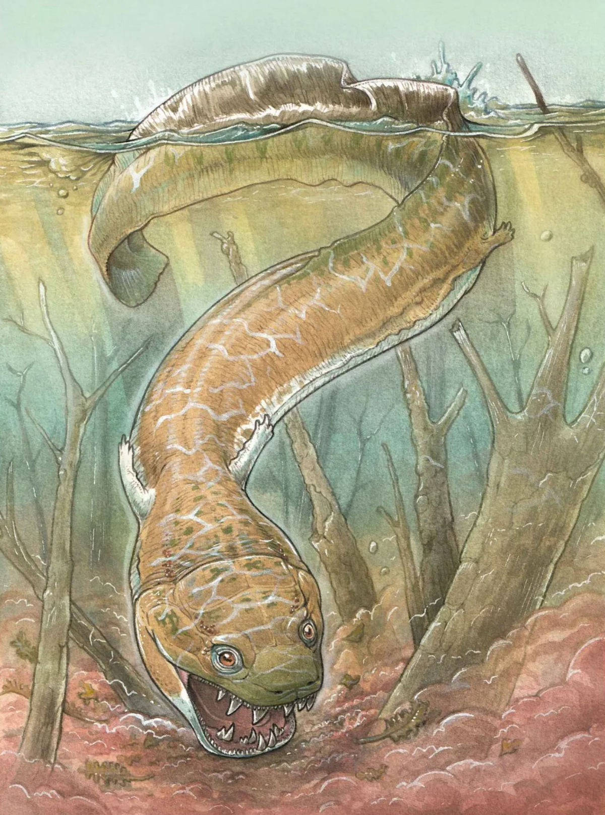 Hàm răng đan vào nhau giúp nó săn mồi hiệu quả, là loài săn mồi đỉnh cao trong hệ sinh thái đầm lầy.