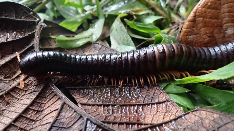 Trong một phát hiện đáng kinh ngạc, loài rết khổng lồ Spirostreptus sculptus, đã bị mất tích hơn 120 năm, đã được tìm thấy lại trong khu rừng nguyên sinh Makira của Madagascar. (Ảnh: CNN)