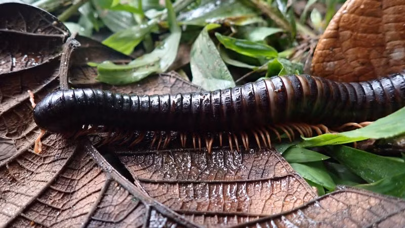 Trong một phát hiện đáng kinh ngạc, loài rết khổng lồ Spirostreptus sculptus, đã bị mất tích hơn 120 năm, đã được tìm thấy lại trong khu rừng nguyên sinh Makira của Madagascar. (Ảnh: CNN)