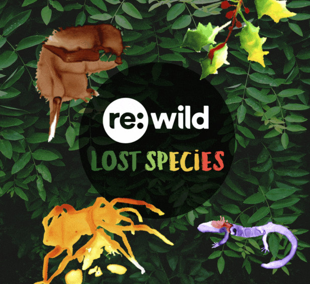 Dự án “Re:wild’s Search for Lost Species” đã tập hợp các nhà khoa học từ nhiều tổ chức khác nhau với mục tiêu tìm kiếm những loài động vật đã biến mất khỏi hồ sơ khoa học trong hơn một thập kỷ nhưng được cho là chưa tuyệt chủng. Họ đã dành nhiều tuần để khám phá rừng Makira, một trong những khu bảo tồn lớn nhất Madagascar, với hy vọng tìm thấy những sinh vật bí ẩn này. (Ảnh: Re:wild)