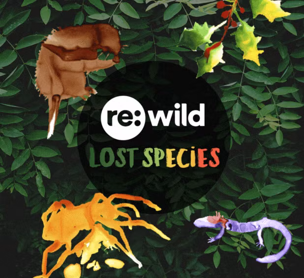Dự án “Re:wild’s Search for Lost Species” đã tập hợp các nhà khoa học từ nhiều tổ chức khác nhau với mục tiêu tìm kiếm những loài động vật đã biến mất khỏi hồ sơ khoa học trong hơn một thập kỷ nhưng được cho là chưa tuyệt chủng. Họ đã dành nhiều tuần để khám phá rừng Makira, một trong những khu bảo tồn lớn nhất Madagascar, với hy vọng tìm thấy những sinh vật bí ẩn này. (Ảnh: Re:wild)