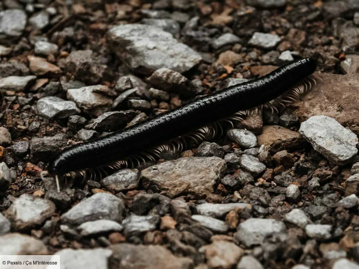 Một trong những phát hiện đáng kinh ngạc nhất chính là sự tái xuất hiện của rết khổng lồ Spirostreptus sculptus. Điều thú vị là người dân địa phương dường như không hề hay biết về sự tồn tại của loài vật này. (Ảnh: MSN)