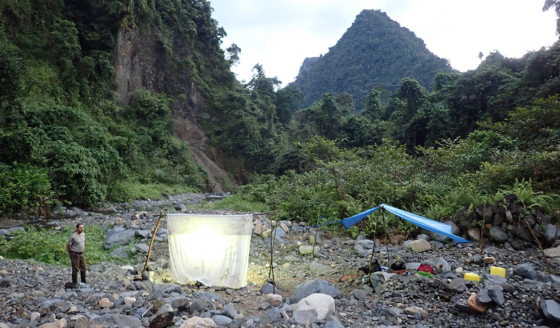 Tuy nhiên, kể từ đó, không có bất kỳ ghi chép khoa học nào về loài này. Sự mất tích bí ẩn của nó đã trở thành một câu hỏi lớn cho các nhà khoa học trong hơn một thế kỷ. (Ảnh: Re:wild)