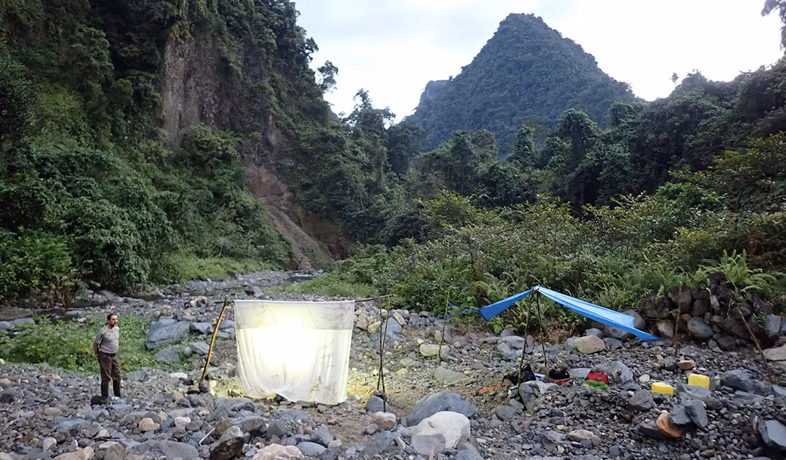Tuy nhiên, kể từ đó, không có bất kỳ ghi chép khoa học nào về loài này. Sự mất tích bí ẩn của nó đã trở thành một câu hỏi lớn cho các nhà khoa học trong hơn một thế kỷ. (Ảnh: Re:wild)