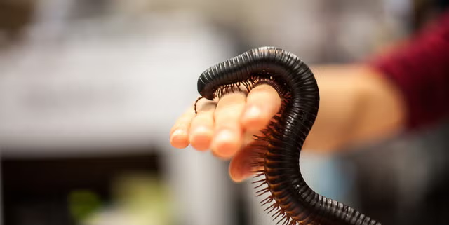 Đây là một bước tiến lớn trong việc bảo tồn đa dạng sinh học và là minh chứng cho sự kiên trì của các nhà khoa học trong việc tìm kiếm những loài động vật đã biến mất. (Ảnh: Popular Mechanics)