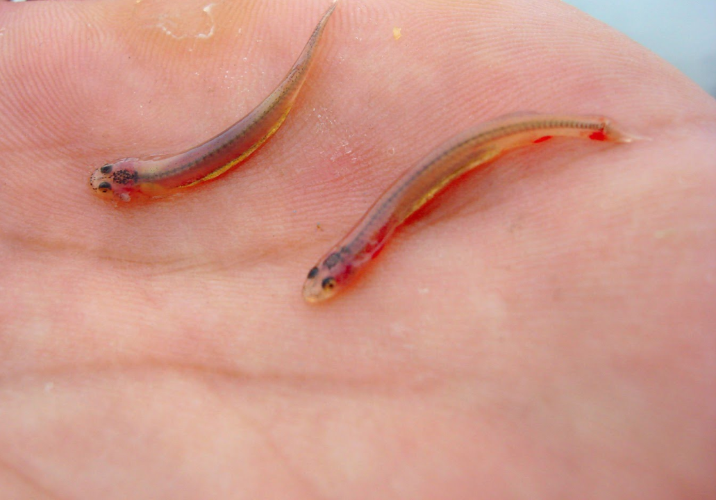 Mặc dù có câu chuyện về việc candiru bơi vào niệu đạo con người, nhưng chỉ có một trường hợp duy nhất được ghi nhận vào năm 1977 tại Manaus, Brazil.(Ảnh: LinkedIn)