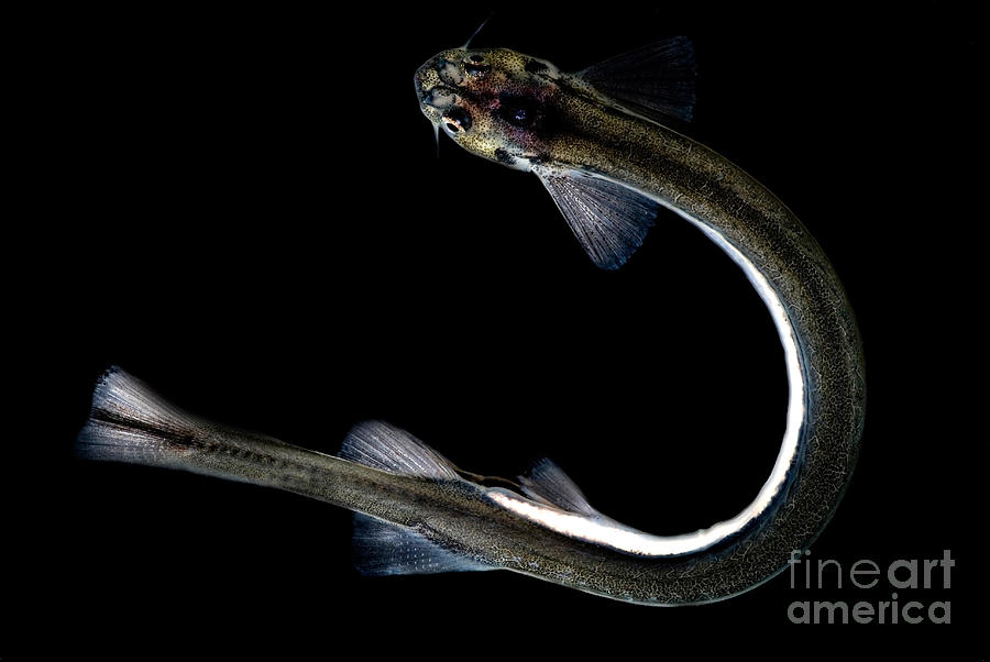 Larry Page, một nhà ngư học tại Bảo tàng Lịch sử Tự nhiên Florida, cho rằng candiru có thể vừa ăn vừa đi nhờ. (Ảnh: Pixels)