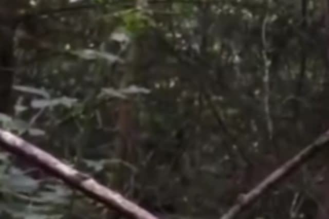 Một đoạn clip ghi lại hình ảnh một sinh vật to lớn nghi ngờ là quái vật Bigfoot trong khu rừng ở miền nam xứ Wales gây hoang mang cho nhiều người dân. Clip được quay bởi Jason Parsons, 40 tuổi, khi anh phát hiện những dấu vết lạ trong rừng tại khu vực núi Caerphilly.