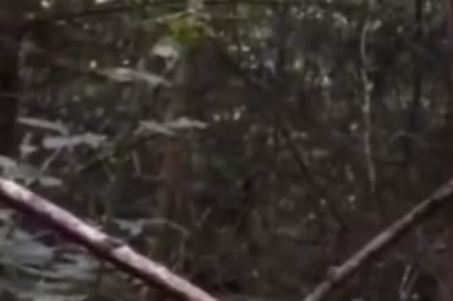 Một đoạn clip ghi lại hình ảnh một sinh vật to lớn nghi ngờ là quái vật Bigfoot trong khu rừng ở miền nam xứ Wales gây hoang mang cho nhiều người dân. Clip được quay bởi Jason Parsons, 40 tuổi, khi anh phát hiện những dấu vết lạ trong rừng tại khu vực núi Caerphilly.