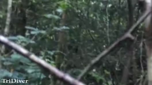 Đoạn clip của Jason đã gây hoảng sợ cho nhiều người dân sống gần khu vực rừng này và đã được gửi cho Adam Bird, đồng sáng lập tổ chức nghiên cứu Bigfoot ở Anh. Tuy nhiên, nhiều người vẫn hoài nghi về sự xuất hiện của Bigfoot, cho rằng hình ảnh trong clip không rõ ràng và có thể chỉ là cây cối đung đưa.