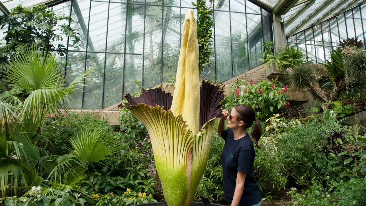 3. Loài cây có hoa cao nhất: Nưa khổng lồ (Amorphophallus titanum), sống trong rừng Sumatra, Indonesia. Cụm hoa của loài này cao tới 3,7m và nặng đến 11kg.