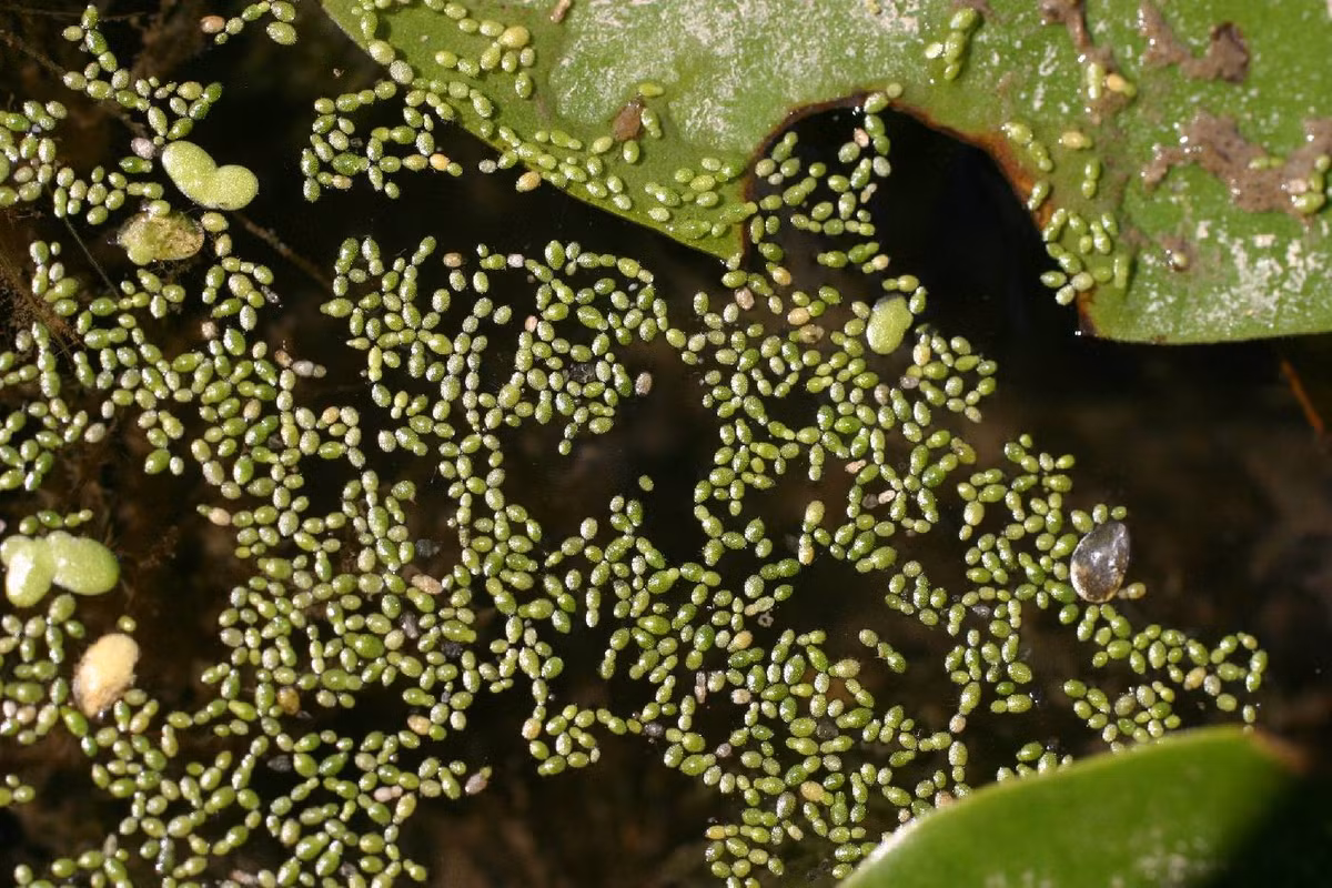 1. Loài hoa bé nhất thế giới: Kỷ lục thuộc về Wolffia arrhiza, thuộc họ Ráy. Cụm hoa của loài này chỉ đạt kích thước lớn nhất là 1 mm. Chúng không có rễ và sống trong các vùng nước tĩnh như ao, hồ.