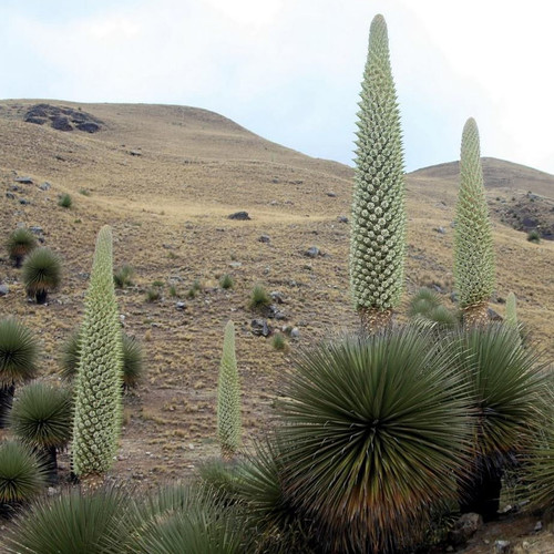 4. Loài cây ra hoa muộn nhất: Puya Raimondii, "nữ hoàng của dãy Andes", thuộc họ dứa. Hoa của nó chỉ nở khi cây đạt từ 100 đến 150 tuổi.