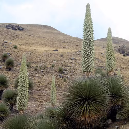 4. Loài cây ra hoa muộn nhất: Puya Raimondii, "nữ hoàng của dãy Andes", thuộc họ dứa. Hoa của nó chỉ nở khi cây đạt từ 100 đến 150 tuổi.