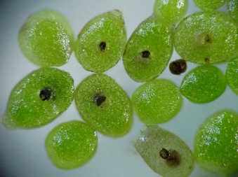 Loài này sinh sản bằng cách tách cá thể mới từ cá thể mẹ và có thể tự tạo năng lượng nhờ quang hợp.