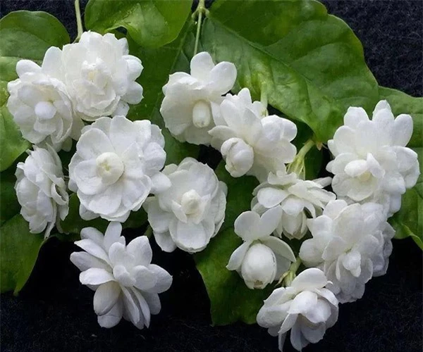  Hoa nhài, được ví như "ngọc trắng" trong ngành công nghiệp nước hoa, có mùi hương nhẹ nhàng và thoải mái.