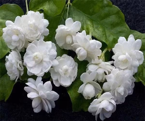  Hoa nhài, được ví như "ngọc trắng" trong ngành công nghiệp nước hoa, có mùi hương nhẹ nhàng và thoải mái.