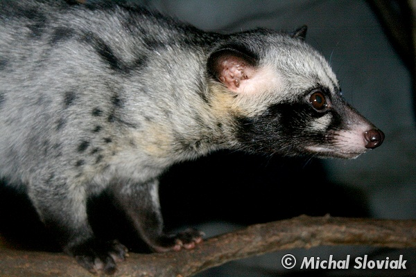 Giá thương phẩm cầy vòi hương khoảng 1,7 - 1,9 triệu đồng/kg. Trong khi đó, giá con giống từ 8 - 10 triệu/cặp tùy theo tháng tuổi. (Ảnh: BioLib.cz)