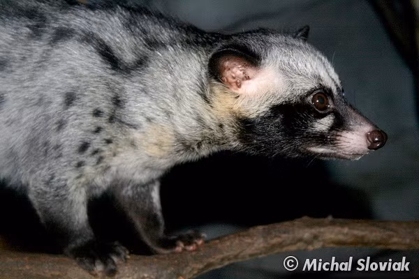 Giá thương phẩm cầy vòi hương khoảng 1,7 - 1,9 triệu đồng/kg. Trong khi đó, giá con giống từ 8 - 10 triệu/cặp tùy theo tháng tuổi. (Ảnh: BioLib.cz)