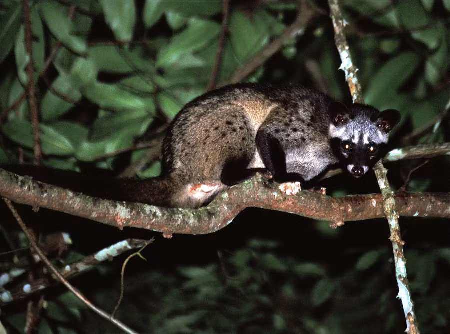 Cầy vòi hương có tên khoa học là Paradoxurus hermaphroditus. Loài này thuộc nhóm IIB, là động vật nguy cấp, quý hiếm, cần bảo vệ. (Ảnh: Wikipedia)