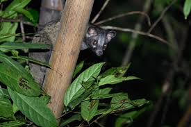 Theo ước tính, mỗi cơ sở nuôi từ 5 - 10 cá thể cầy vòi hương bố mẹ, sau khi trừ các chi phí thì mỗi năm sẽ mang lại thu nhập khoảng 100 - 150 triệu đồng. (Ảnh: Thai National Parks)