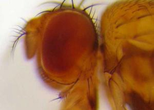 Dù thời gian giao phối ngắn, ruồi giấm không hề xem nhẹ quá trình sinh sản. Trái lại, đó là sự thích nghi tiến hóa để tối ưu hóa hiệu quả sinh sản.