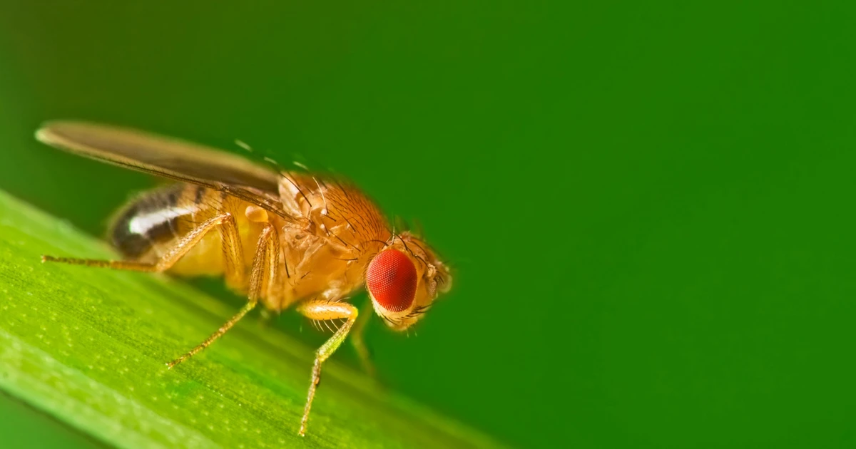 Việc giao phối nhanh chóng ở ruồi giấm có nguyên nhân chính từ nhu cầu sinh sản nhanh chóng và hiệu quả.