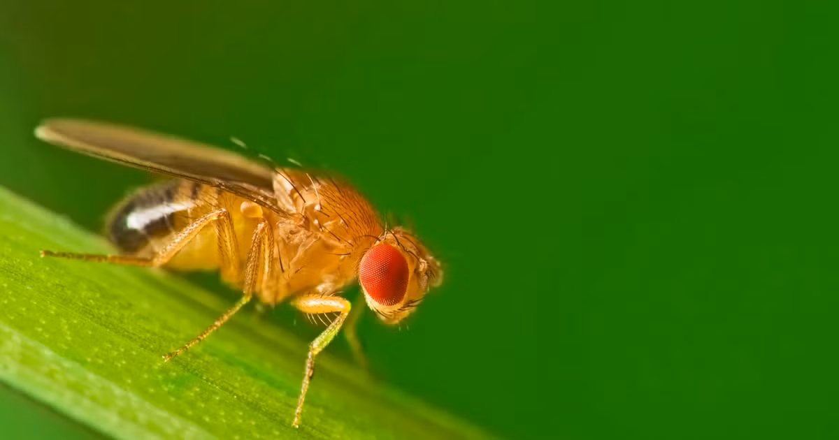 Việc giao phối nhanh chóng ở ruồi giấm có nguyên nhân chính từ nhu cầu sinh sản nhanh chóng và hiệu quả.