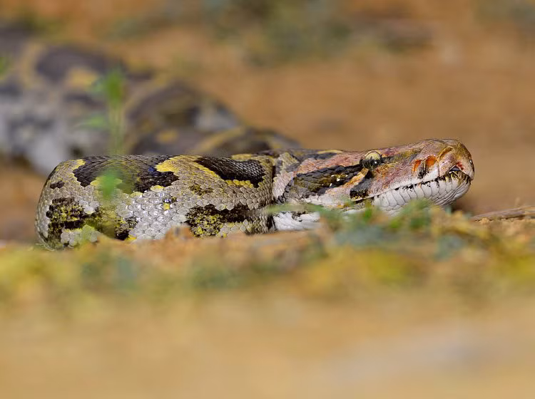 Trăn Ấn Độ cái thường đẻ 15-25 trứng mỗi lứa, chúng quấn quanh tổ để canh trứng.