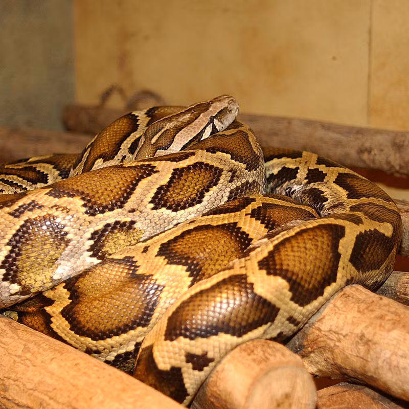 Chúng có tập tính ăn đuổi theo mồi và bắt mồi bằng động tác phóng đớp.