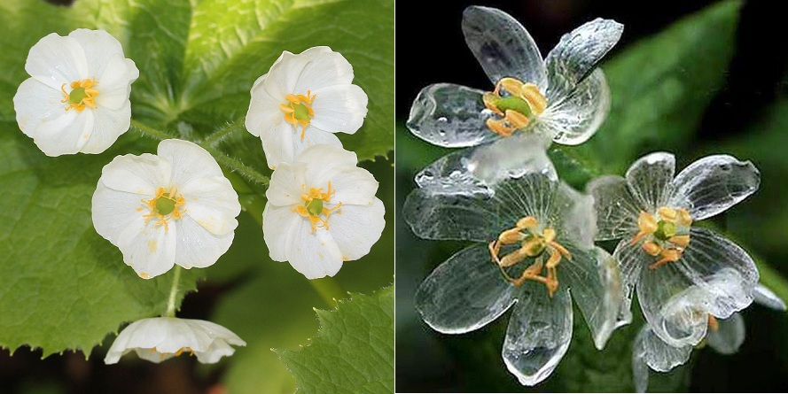 Được biết, khả năng thay đổi từ màu trắng sang trong suốt của những cánh hoa xương không liên quan gì đến các sắc tố, mà liên quan đến kết cấu tế bào lỏng lẻo trong cánh hoa.