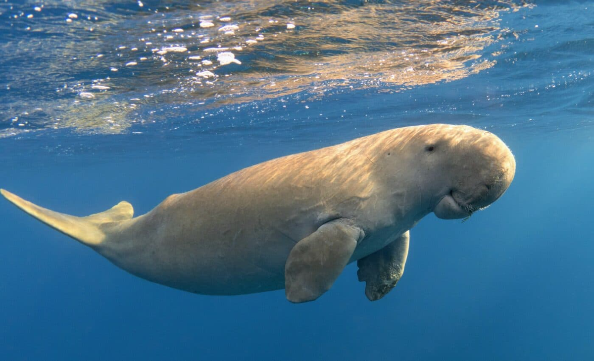 5. Dugong: Bò biển khổng lồ, bị săn bắt lấy thịt và dầu. Hiện chỉ còn tồn tại ở một số vùng biển Thái Bình Dương và bờ biển phía Đông châu Phi. (Ảnh: earth.com)
