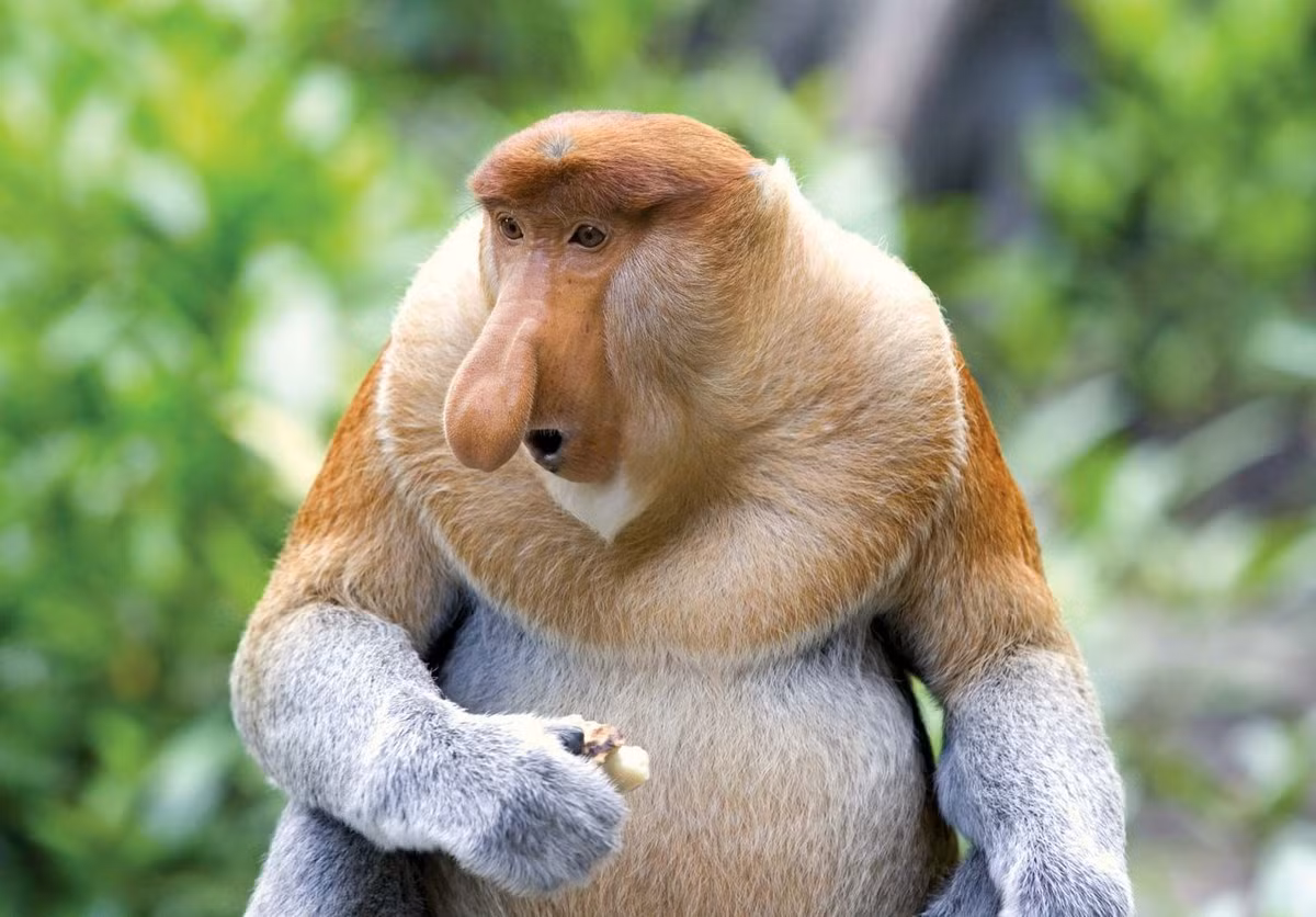 2. Khỉ vòi: Loài khỉ với bụng và mũi lớn, sống ở đảo Borneo. Số lượng giảm 50% trong 40 năm qua do phá rừng. (Ảnh: x.com)