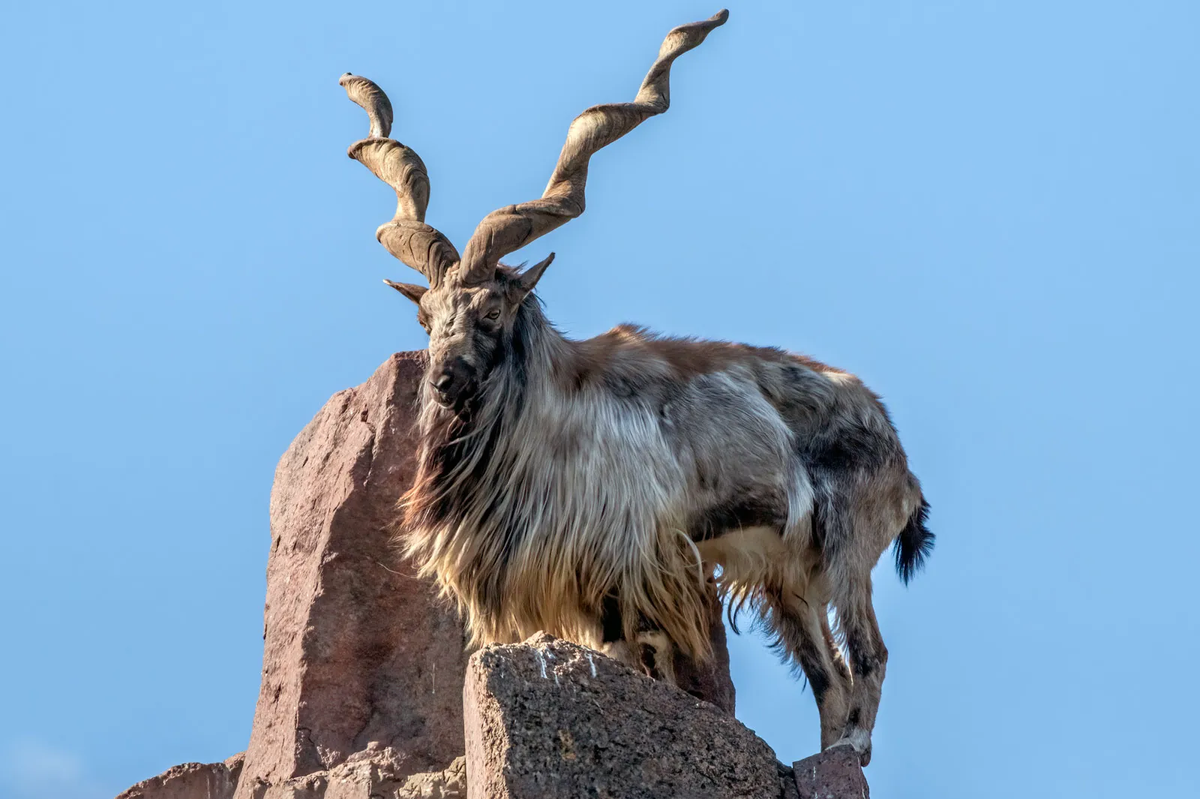 8. Markhor: Sơn dương hoang dã với sừng xoắn, sống ở Afghanistan và lân cận. Dù số lượng tăng lên đáng kể từ năm 2015, chúng vẫn bị đe dọa do săn bắt. (Ảnh: quora)