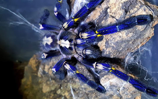 7. Nhện Gooty: Chỉ tìm thấy ở Ấn Độ, có màu sắc bắt mắt. Nguy cơ tuyệt chủng cao do bị săn bắt để làm vật nuôi. (Ảnh: shopmrpetvn)